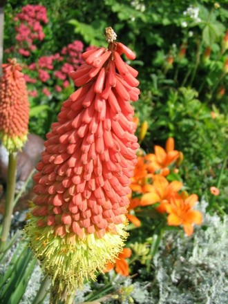Red Hot Poker (Kniphofia)