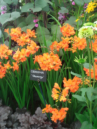 Southport Flower Show 2007 - Crocosmia (Crocosmia x crocosmiiflora)