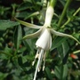 Fuchsia__hawkshead_
