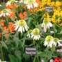 Southport Flower Show 2007 - Echinacea (Echinacea )