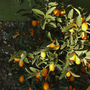 Kumquat