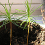 Scots pine seedlings (scots pine)