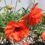 Papaver orientale