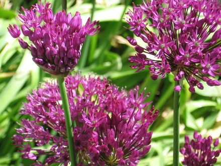  Allium Purple Sensation (Allium aflatunense)