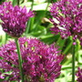 Allium aflatunense