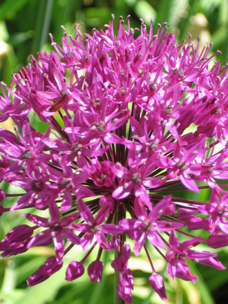 allium (Allium aflatunense)