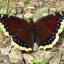 Mourning Cloak Butterfly