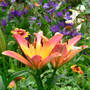 Lilium_asiatic_ladylike_w_otherflowers_6-16-08_exc_sm