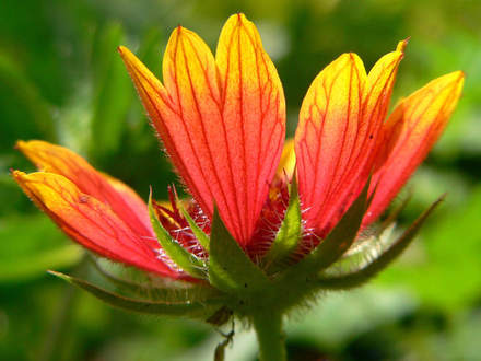 Gaillardia Veins