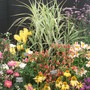 Southport Flower Show 2007 - Hardys Plants Display