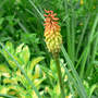 Torch Lily, Red Hot Poker