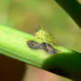 Treehopper_buffalo_nymph_exc_6-09-08_exc_sm_hibiscus