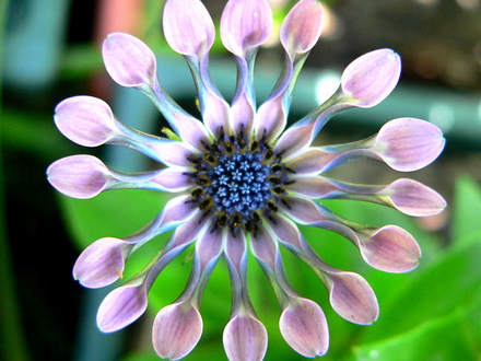 Whirligig