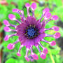 Whirligig_pink_6-09-08_exc_med
