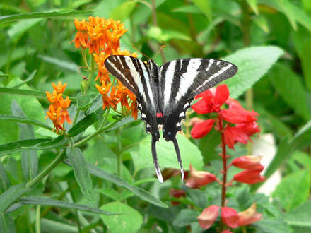 Zebra Swallowtail (Asclepias tuberosa)
