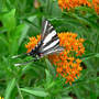 Zebra_st_bfw_topwing2_6-16-08_exc_sm