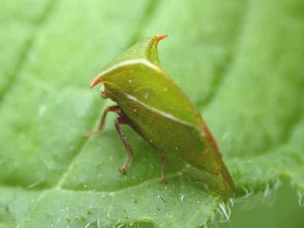Adult Buffalo Treehopper