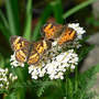 Pearl Crescents on Yarrow