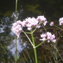 Growing_wild