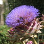 artichoke