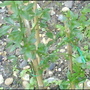 Dsc00996