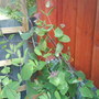 Honeysuckle (Lonicera periclymenum (Honeysuckle))