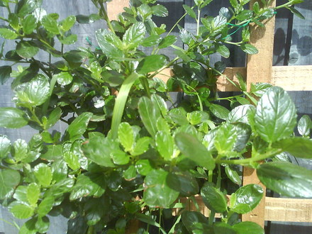 Califonia lilac (Ceanothus burkwoodii (California lilac))