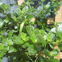 Dsc01003