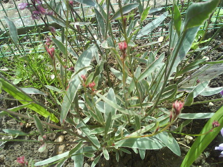 Gaura lindheimeri (Gaura) (Gaura lindheimeri (Gaura))