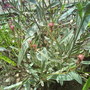 Dsc01001