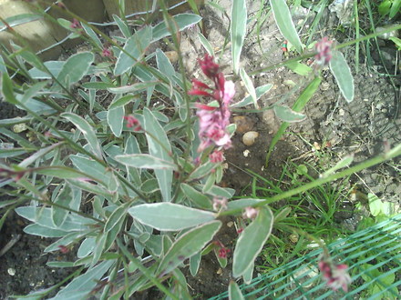Gaura lindheimeri (Gaura lindheimeri (Gaura))