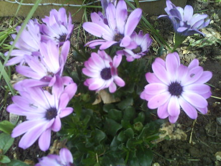 Osteospermum (Osteospermum)