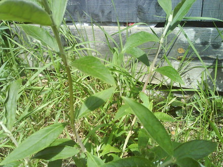 Buddleja davidii (Buddleja davidii Black Knight)