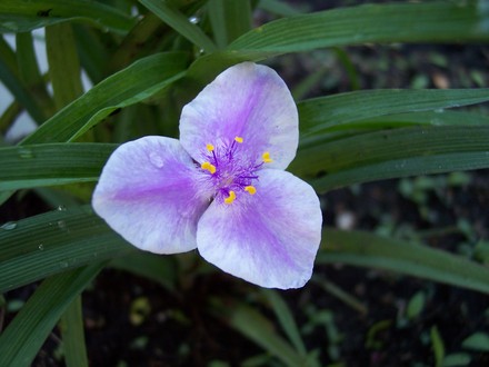 Tradescantia 'Bilberry Ice' (Tradescantia 'Bilberry Ice')
