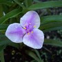 Tradescantia 'Bilberry Ice'