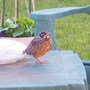 100_8591_00_-_copy