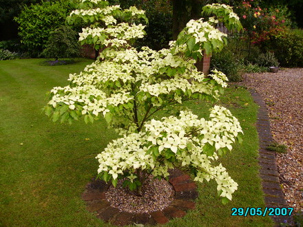 Cornus Causa (Cornus Corsa)