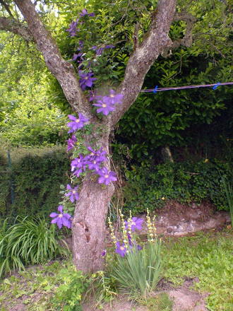 Clematis