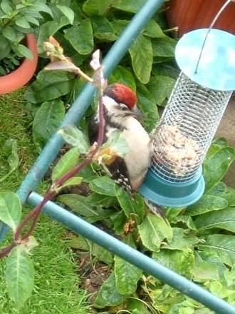 Woodpecker