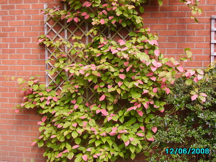 Chinese Gooseberry (Actinidia kolomikta (Actinidia))