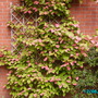 Actinidia kolomikta (Actinidia)