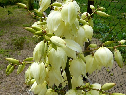Yucca flower (Yucca filamentosa (Adam's needle))