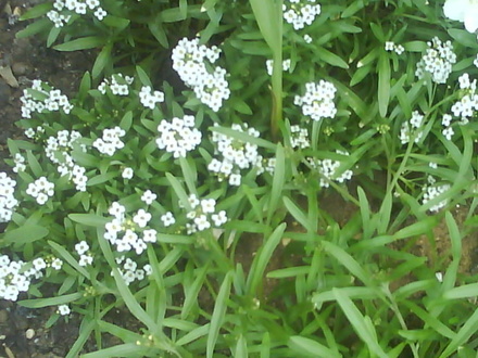 alyssum (Lobularia maritima (Alyssum Rosie ODay))