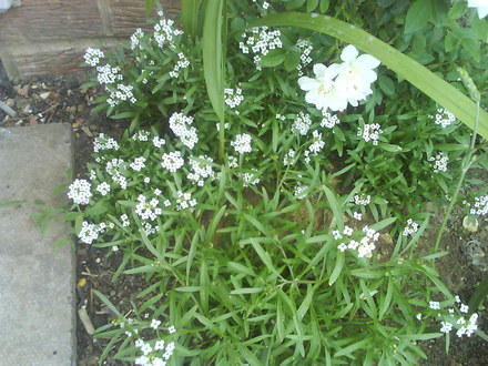 Alyssum (Lobularia maritima (Alyssum Rosie ODay))