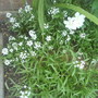 Lobularia maritima (Alyssum Rosie ODay)