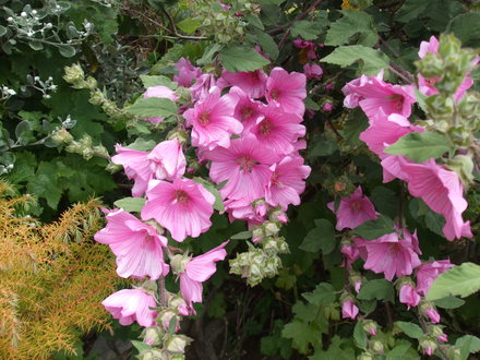 lavetera (mallow) (lavetera)