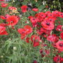 Poppies21