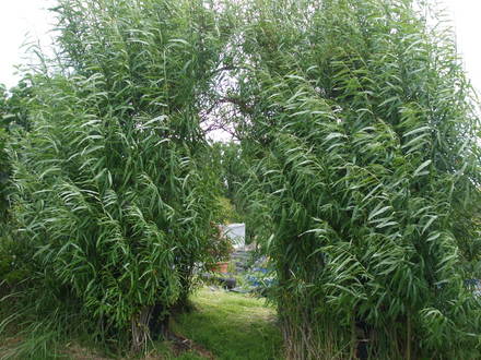 willow hut (salix)