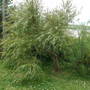Dscf1759