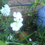 Rambler Rose (Rosa filipes (Rambler rose))